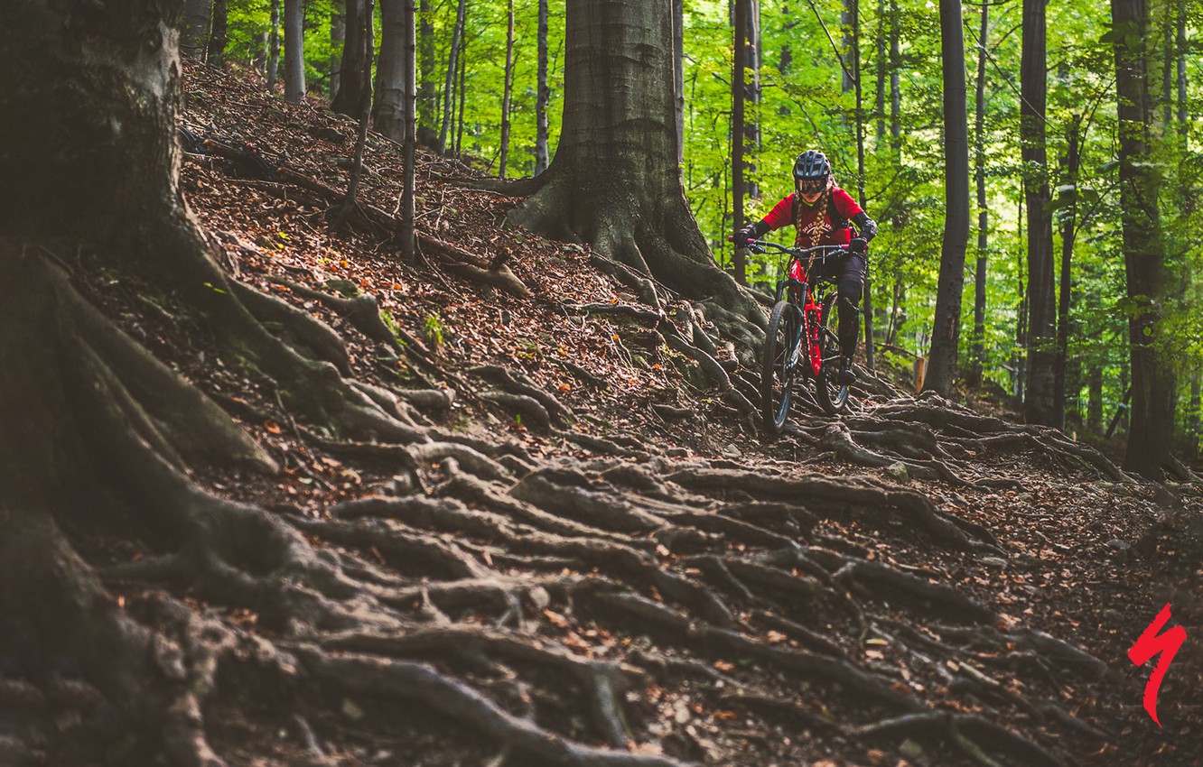 Photo Wallpaper Forest, Girl, Nature, Bike, Roots, Downhill Mountain