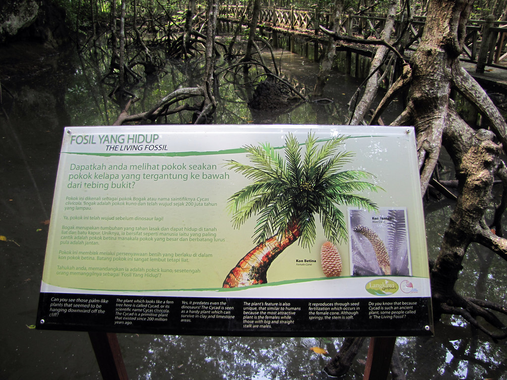 Attalea Speciosa - HD Wallpaper 