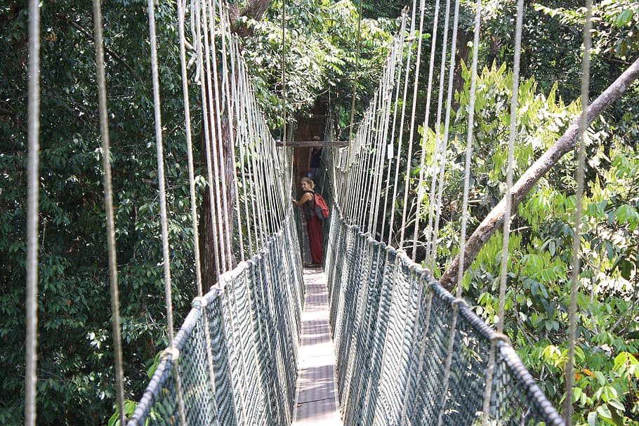 Canopy Walkway - HD Wallpaper 