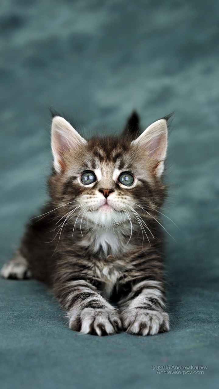 Baka Menakjubkan Kucing Dengan Kaki Meluas - Maine Coon Kedi Yavrusu - HD Wallpaper 