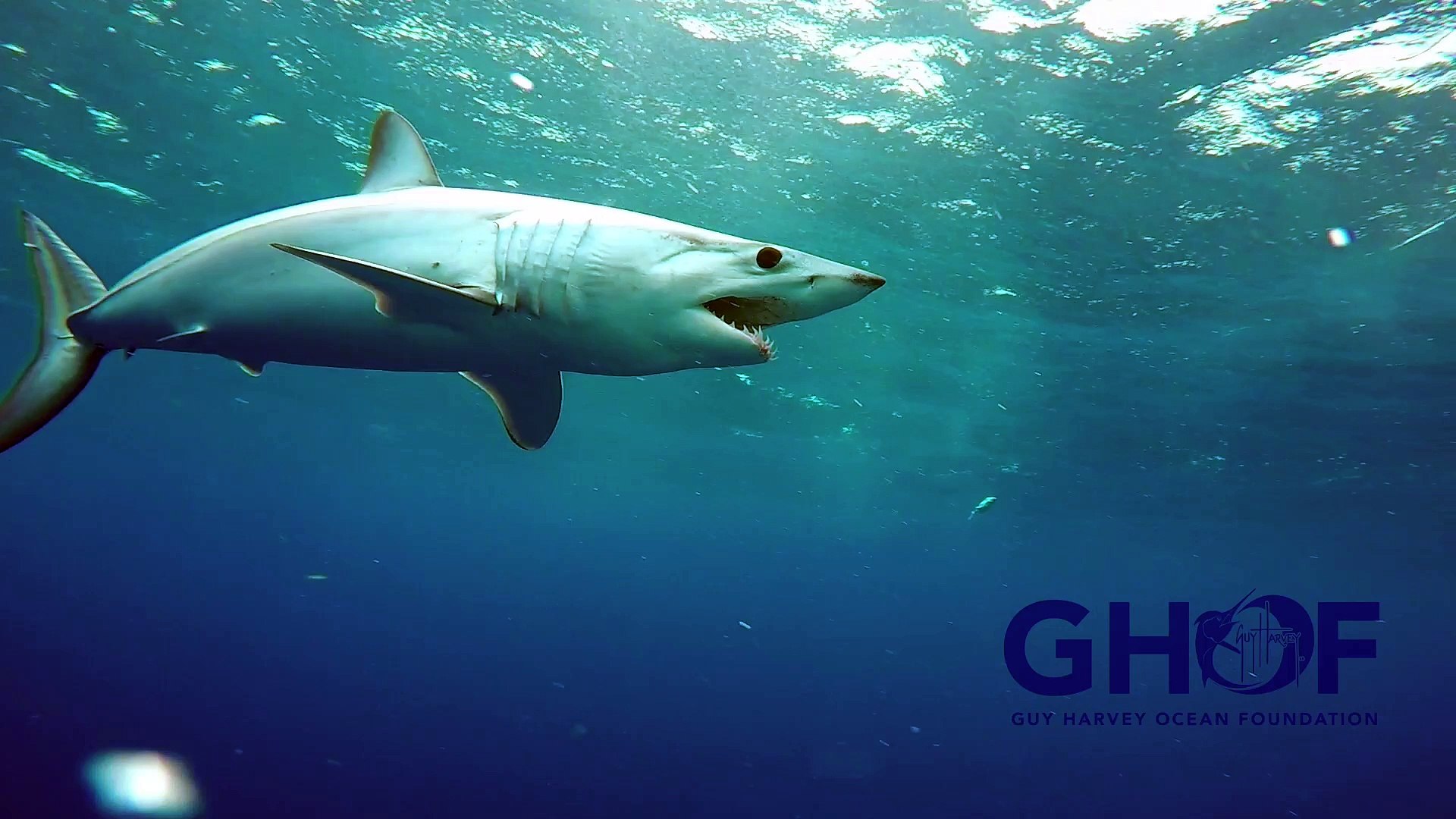 Guy Harvey Wallpaper - HD Wallpaper 