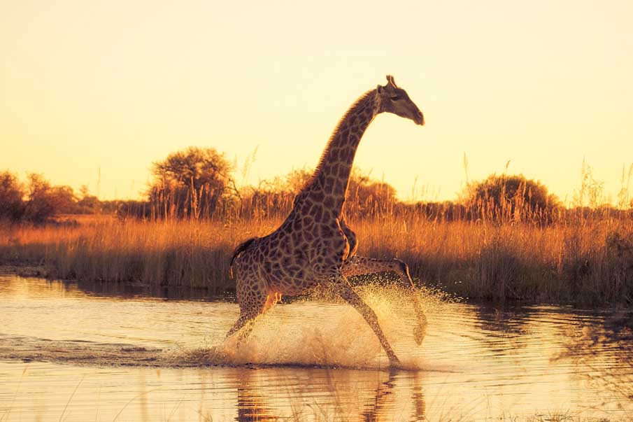 Giraffe, Animal, And Water Image - Animales En Su Habitat Natural - HD Wallpaper 