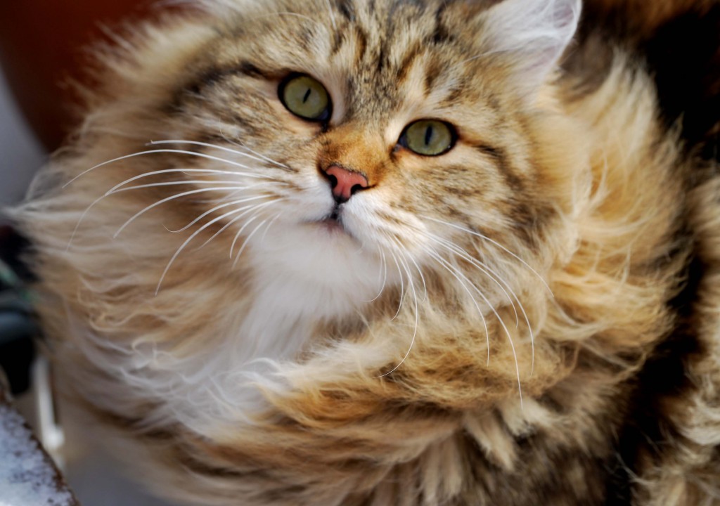 Siberian Cat Hd - HD Wallpaper 