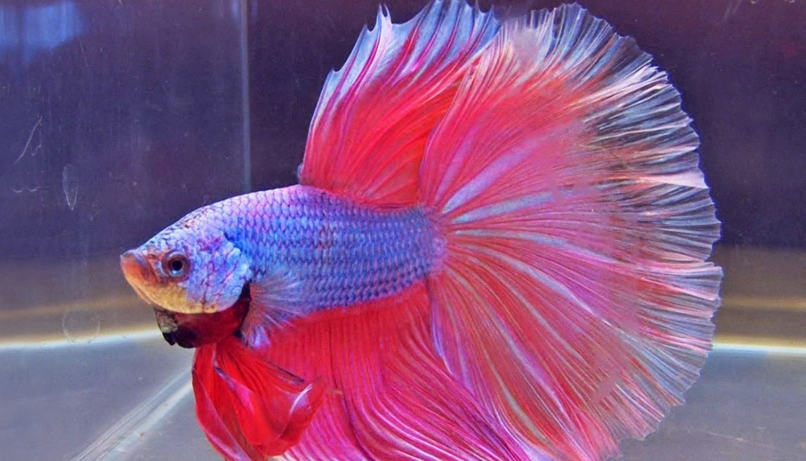 Wallpaper Tercantik Di Dunia - Fighter Fish - HD Wallpaper 