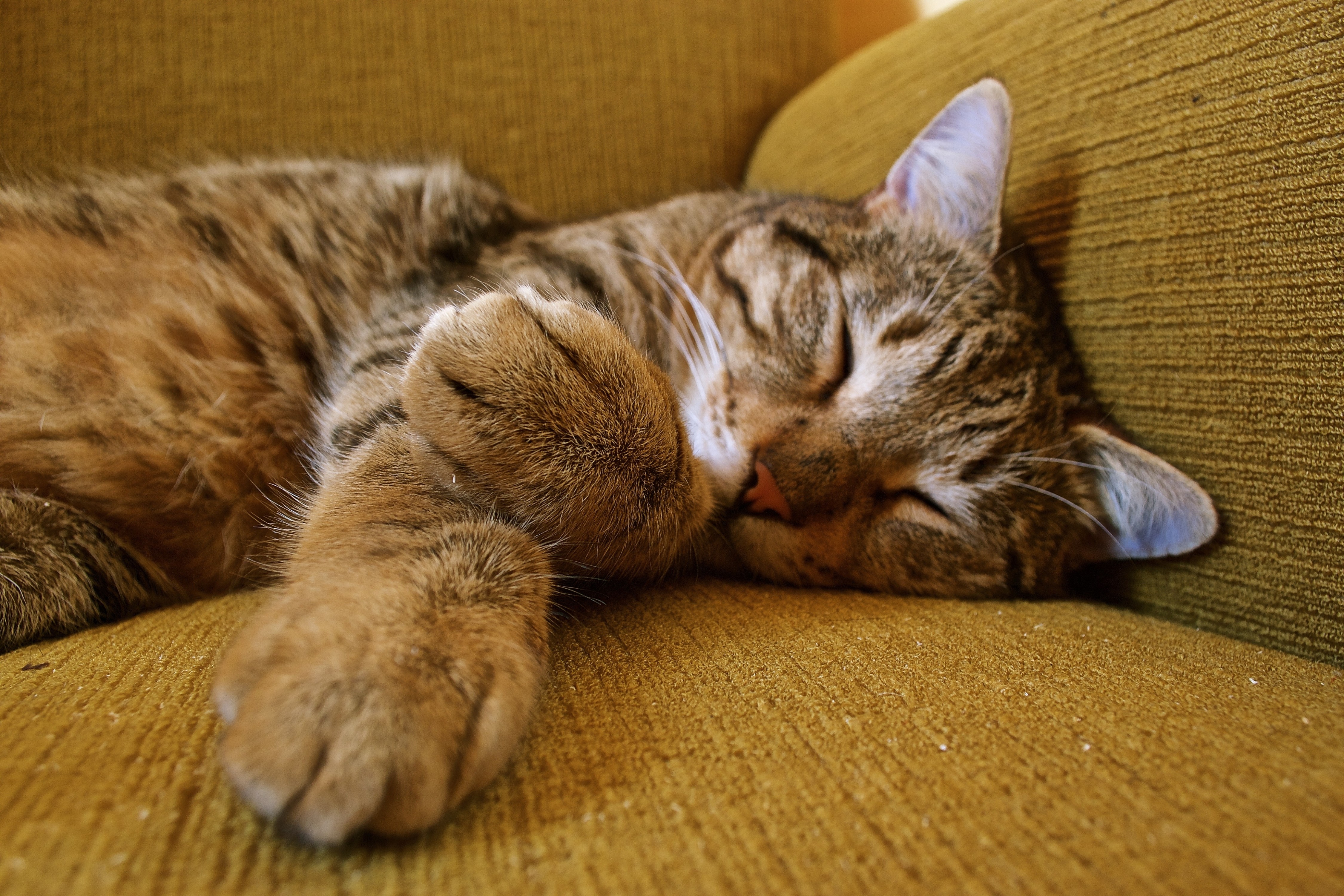 Cute Cat Sleeping - HD Wallpaper 