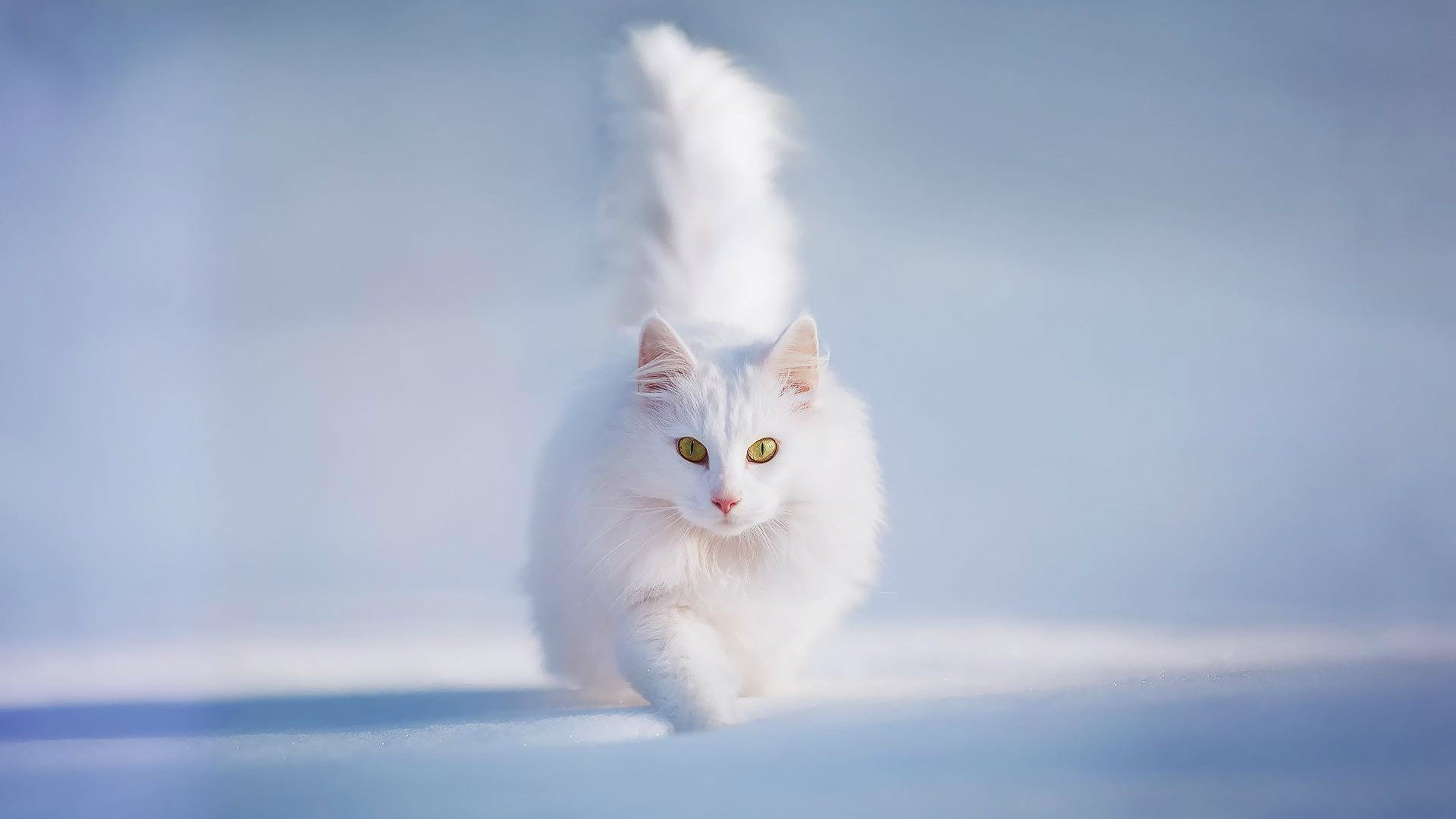 Cute White Cats Hd Wallpapers Amp Beautiful Pictures - Beautiful White Cat  Hd - 1920x1080 Wallpaper 