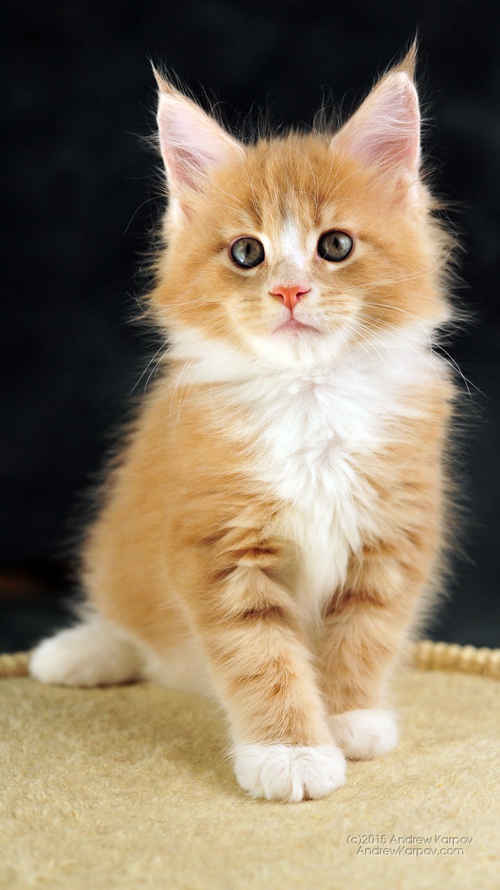 Menakjubkan Maine Coon Kucing Personaliti - Cute Kitten Wallpaper Phone - HD Wallpaper 