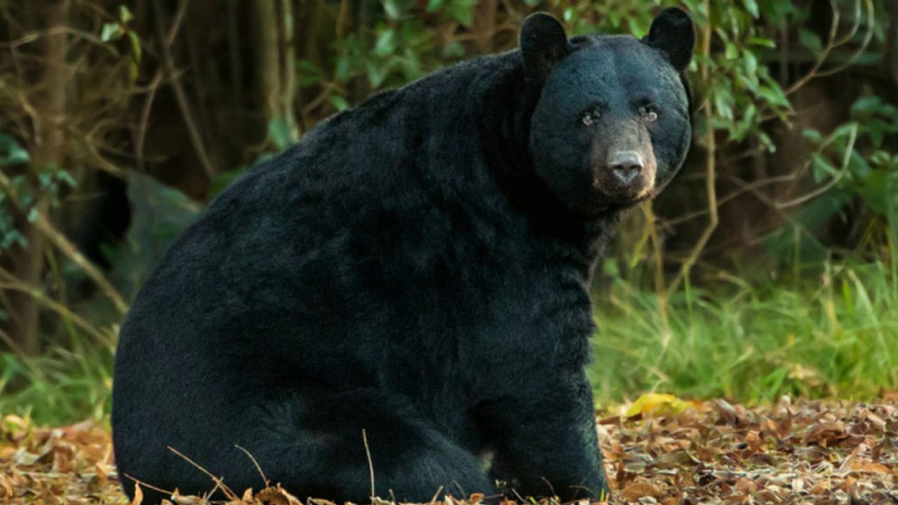 Hd Animal Wallpapers, Wild Life, Wild Animals, Animal - Wild Animals Images Download - 1280x720 Wallpaper Hd Animal Wallpapers, Wild Life, Wild Animals, Animal - Wild Animals Images Download - 1280x720 Wallpaper