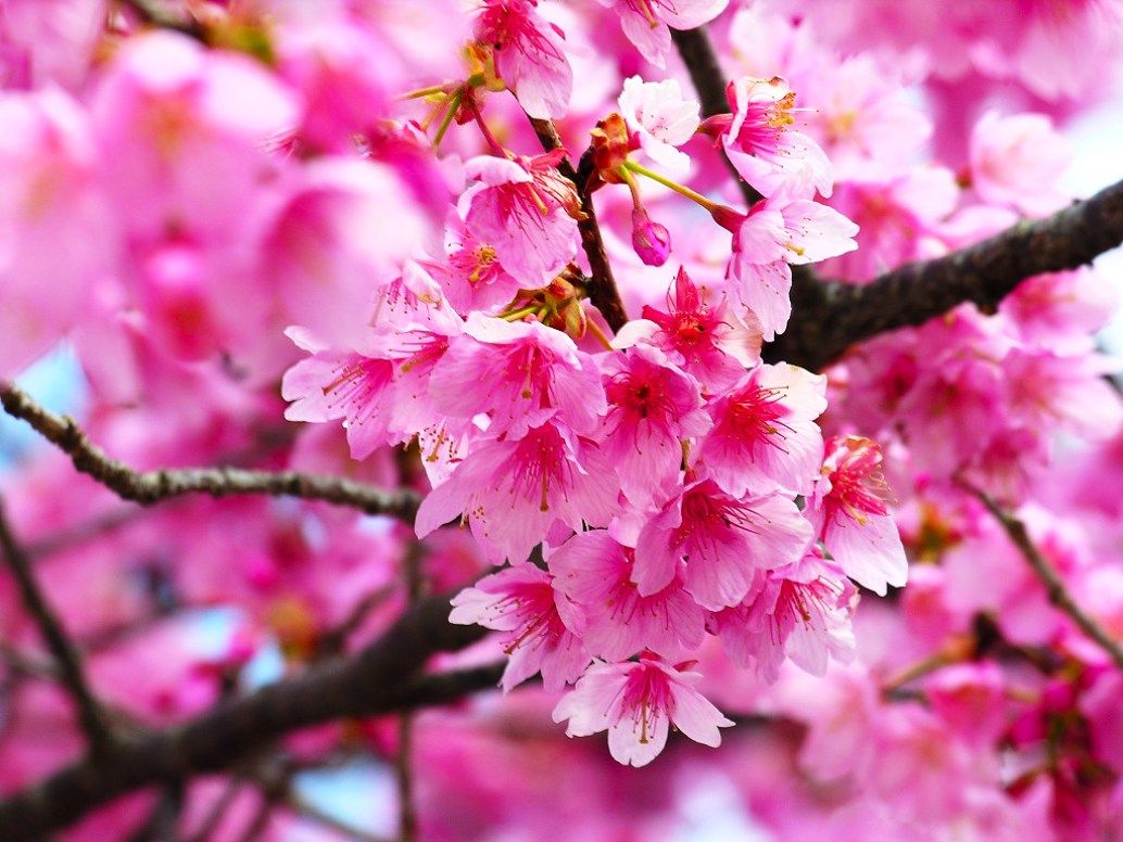 Background Bunga Sakura Hd - HD Wallpaper 