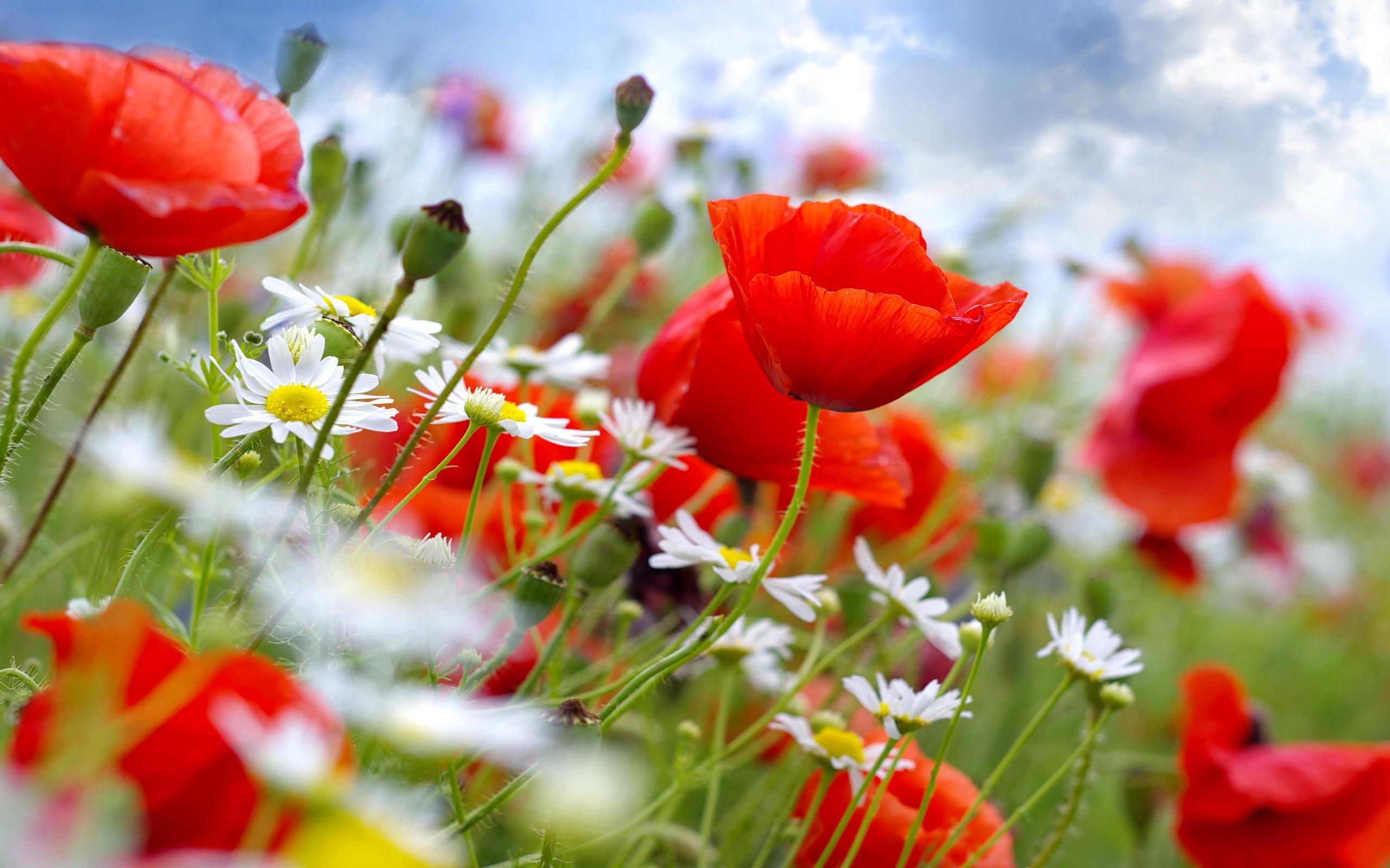 Floral Field - Daisies With Poppies - HD Wallpaper 