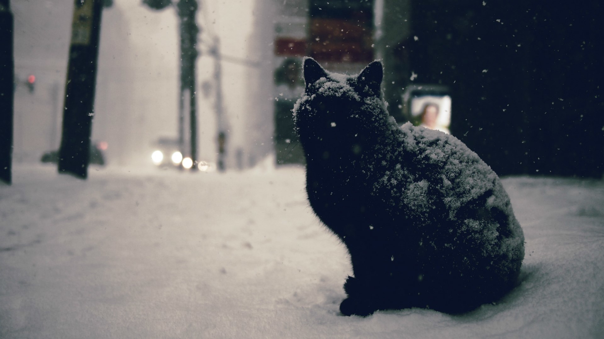 Black Cat Wallpaper - Black Snow Cat Hd Background - HD Wallpaper 