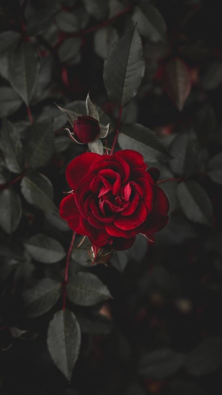 Dark Red Rose Wallpaper Iphone - HD Wallpaper 