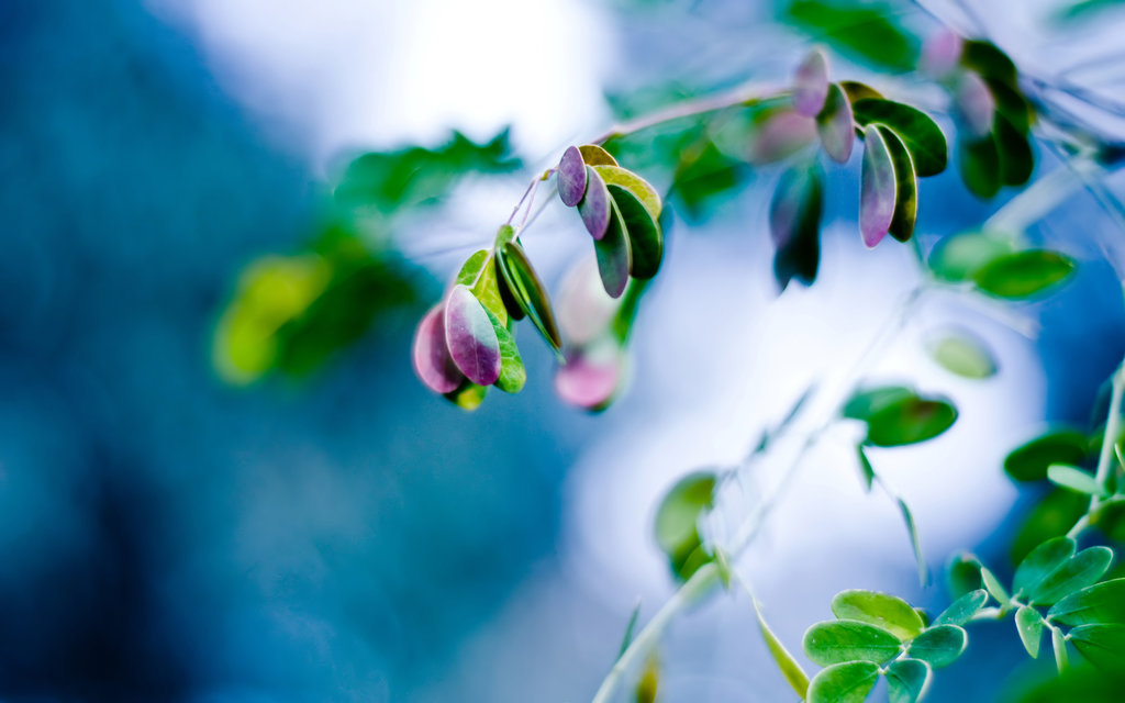 Nature Wallpaper Beautiful Bangladesh - 1024x640 Wallpaper Nature Wallpaper Beautiful Bangladesh - 1024x640 Wallpaper