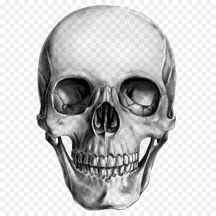 Human Skull Drawing Anatomy - Transparent Background Skull Transparent - HD Wallpaper 