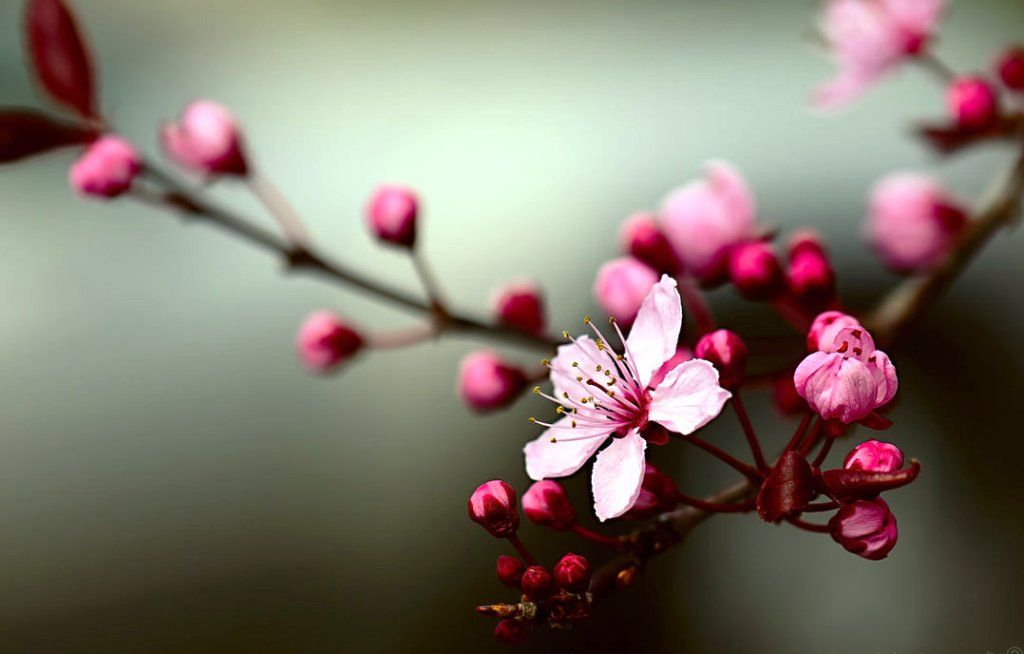 Cherry Blossom - HD Wallpaper 