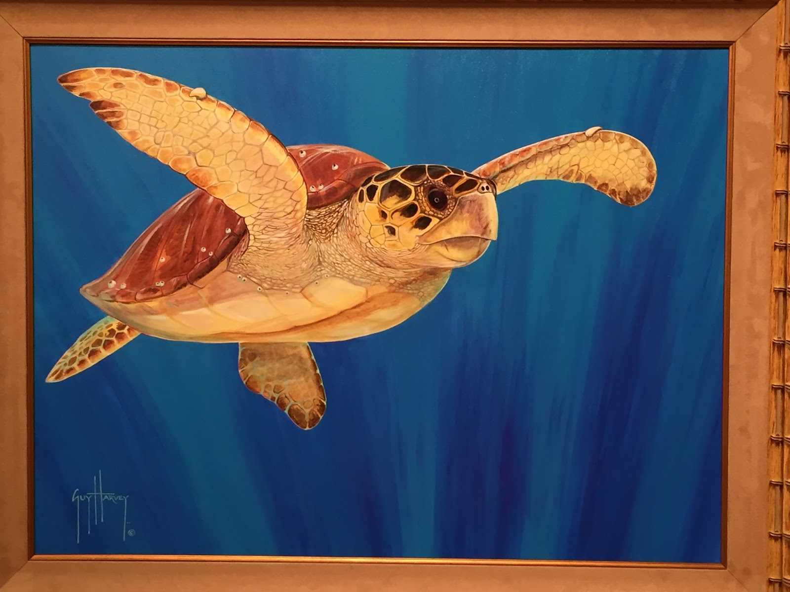 Loggerhead Sea Turtle - HD Wallpaper 