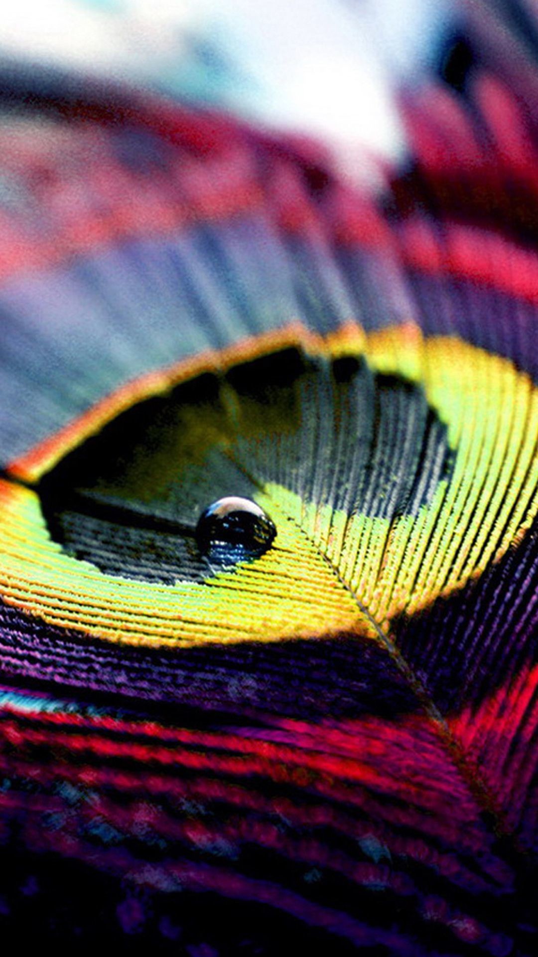 Peacock Feather Wallpaper For Mobile - Peacock Feather Wallpaper Hd - HD Wallpaper 