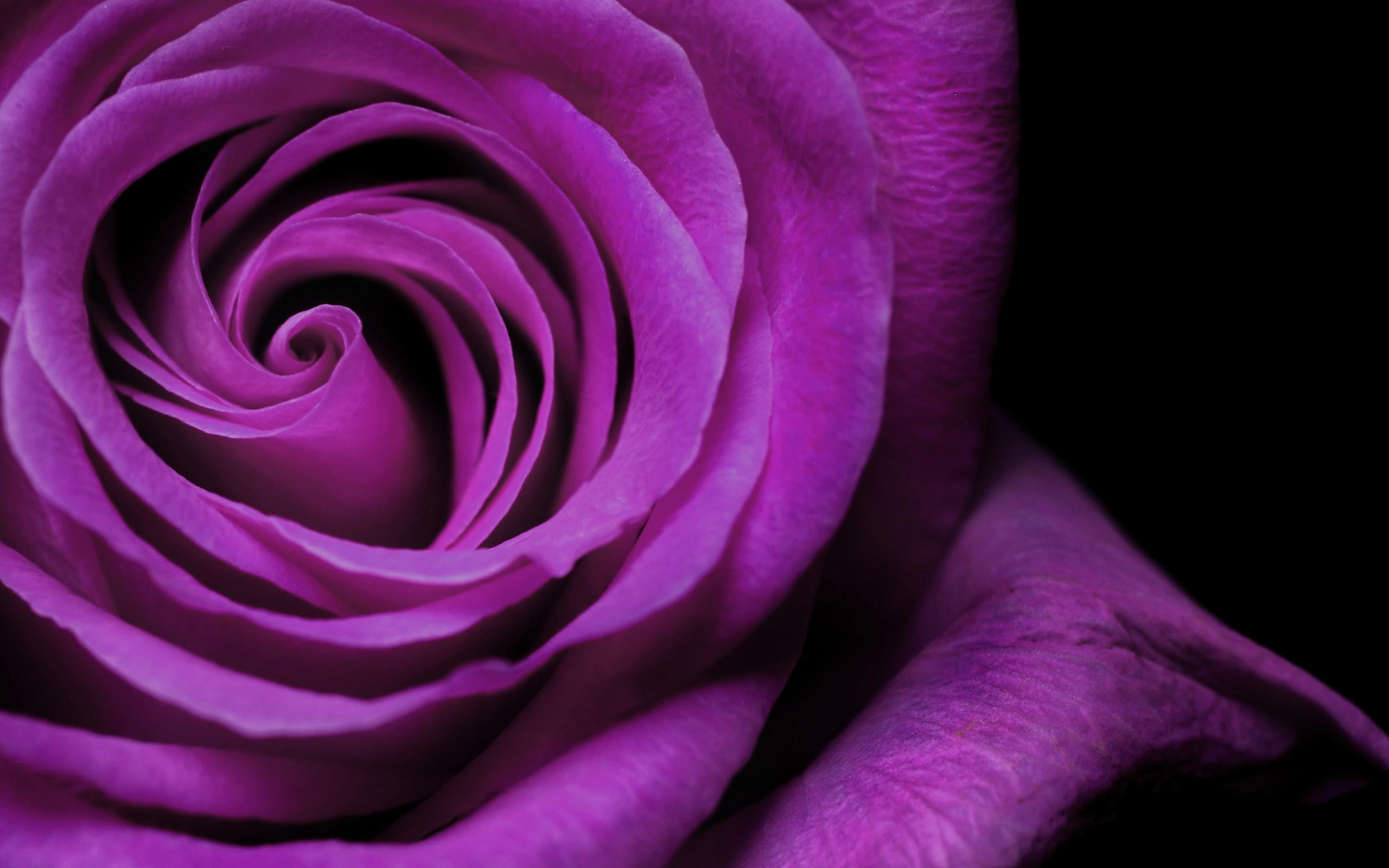Purple Rose Mawar Ungu Widescreen - Rose Ka Photo Downlod - HD Wallpaper 