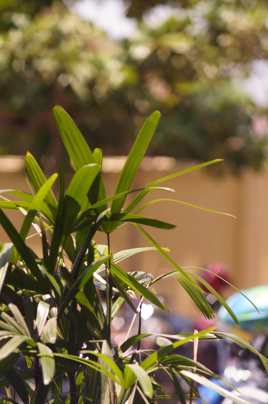Wallpaper Keren - Ceratostylis - HD Wallpaper 