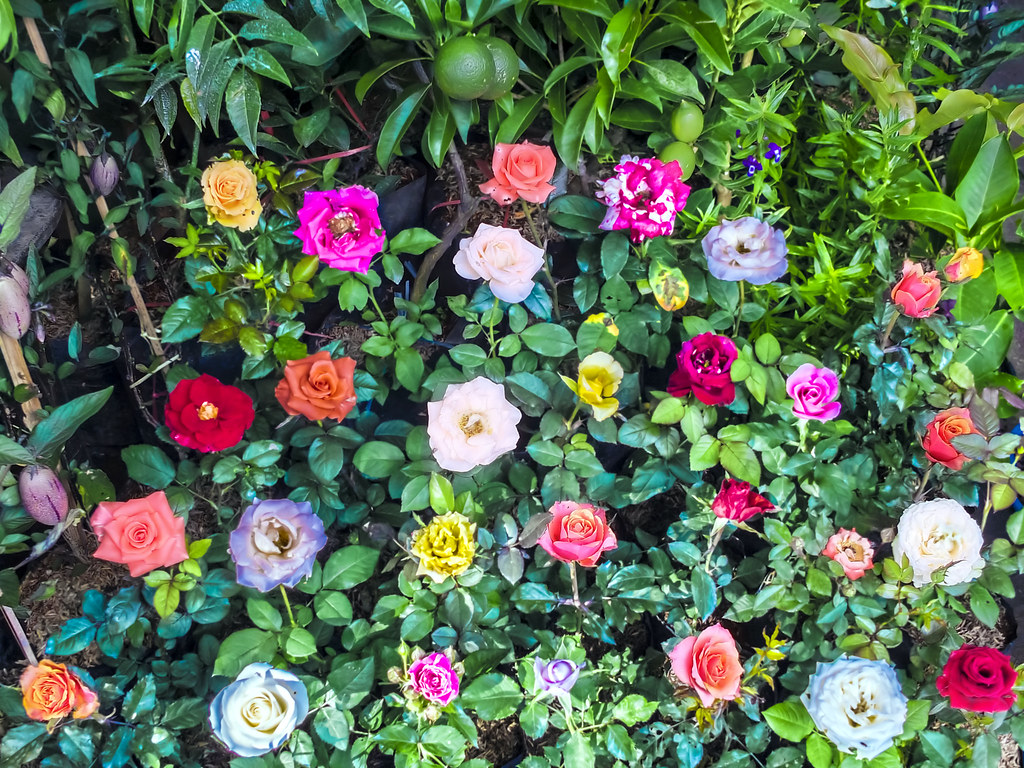 Common Zinnia - HD Wallpaper 