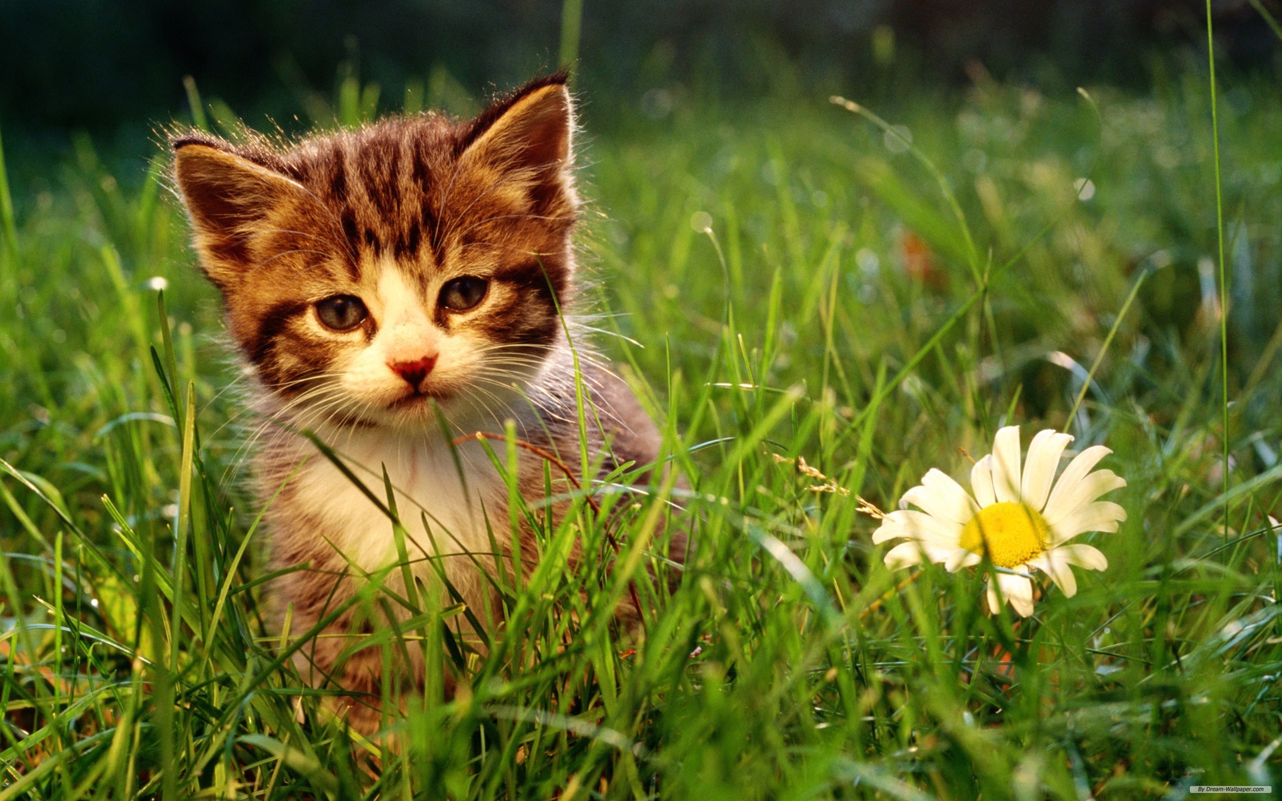 Free Animal Wallpaper - Hd Wallpapers Nature For Windows 7 - 2560x1600 Wallpaper Free Animal Wallpaper - Hd Wallpapers Nature For Windows 7 - 2560x1600 Wallpaper