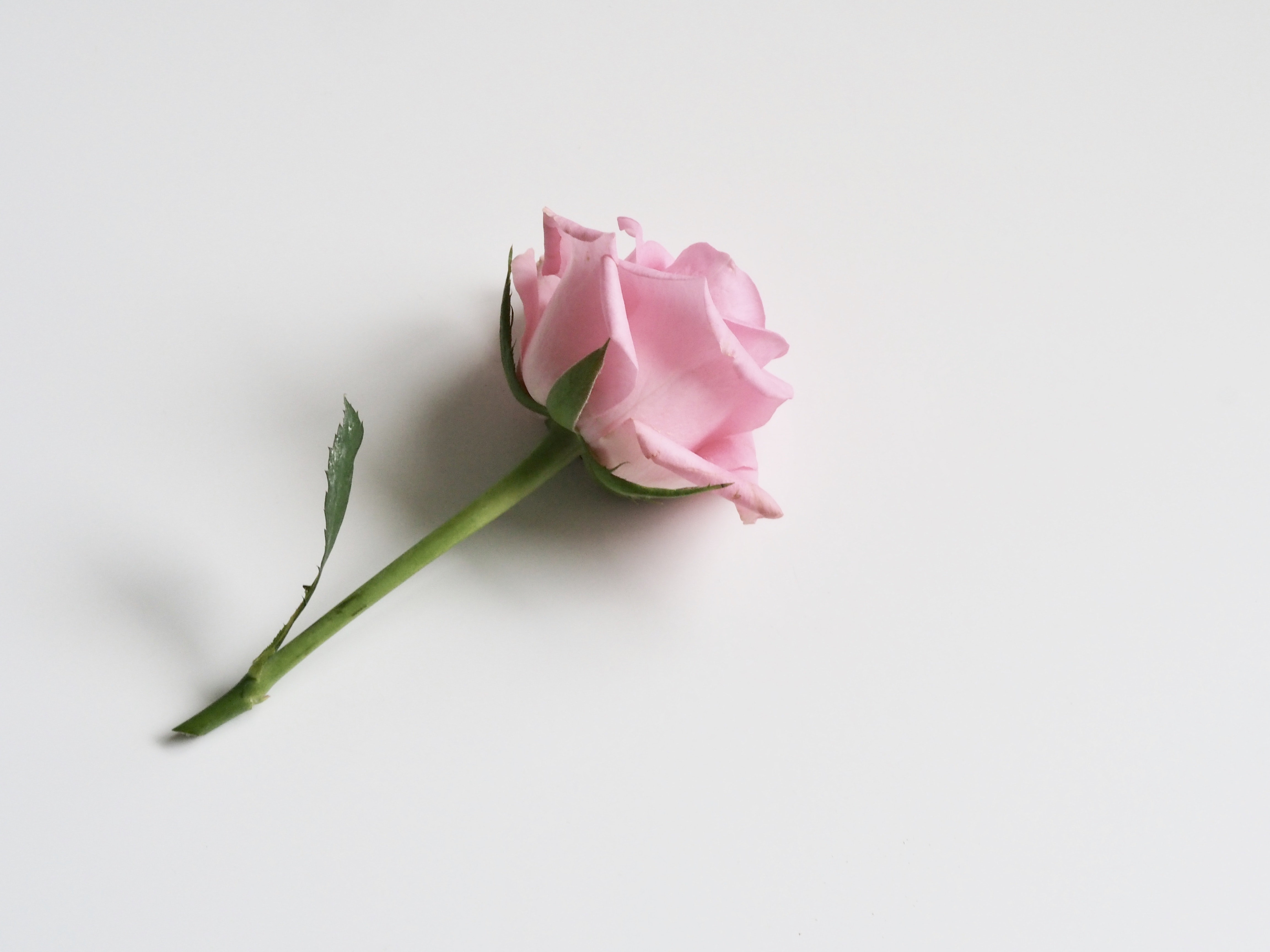 Single Pink Rose - HD Wallpaper 