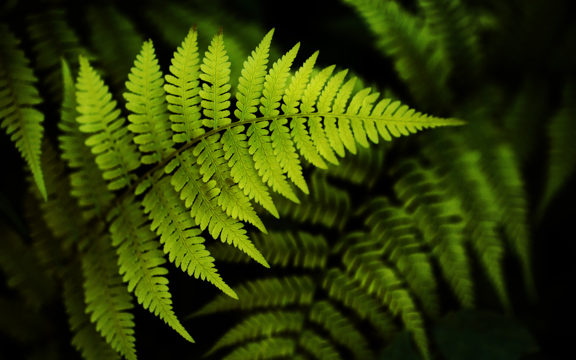 Bright Fern Pics Hqfx For Mobile - Tumbuhan Paku - HD Wallpaper 