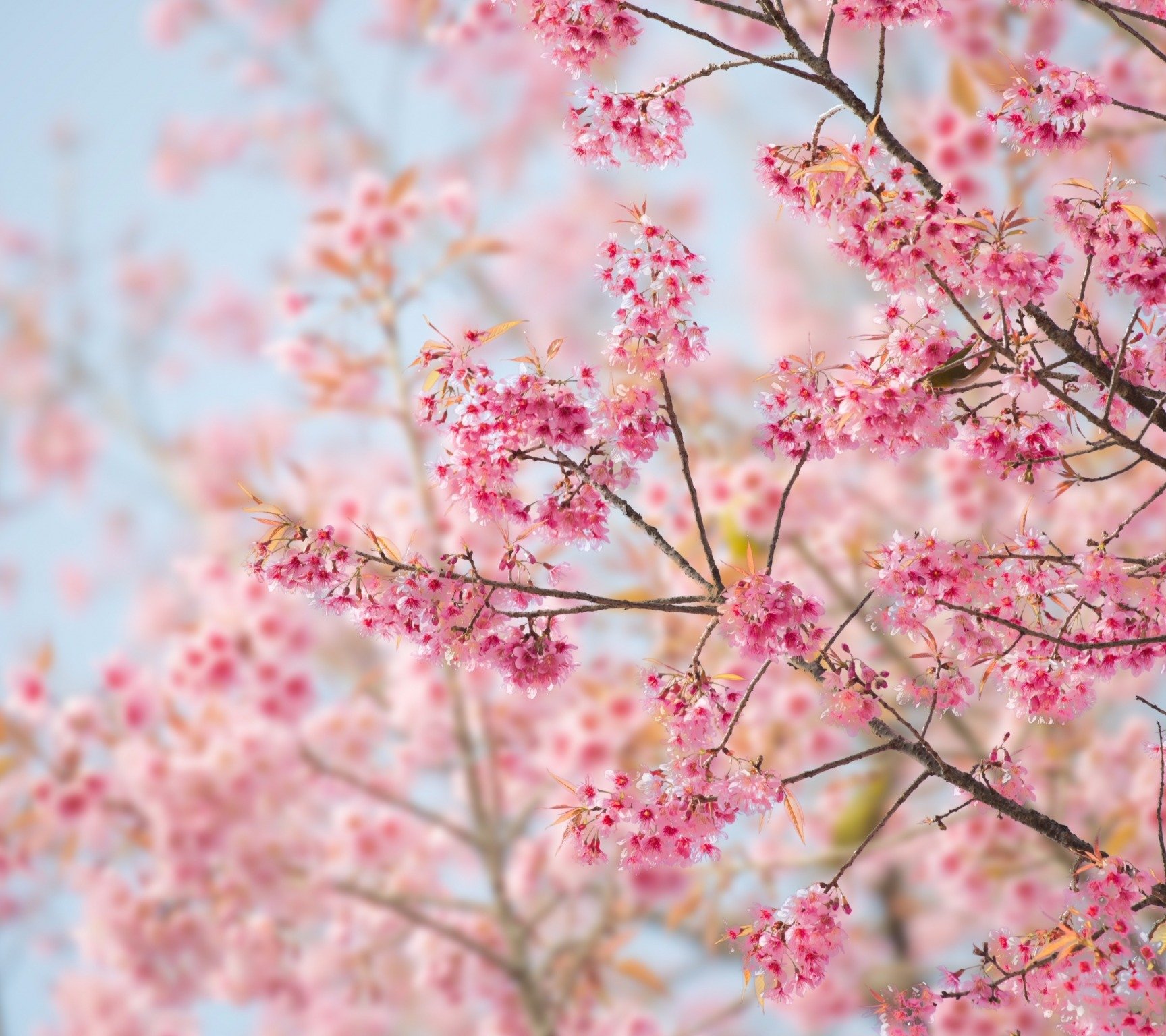 Imagenes Para Portada Facebook Sakura - HD Wallpaper 