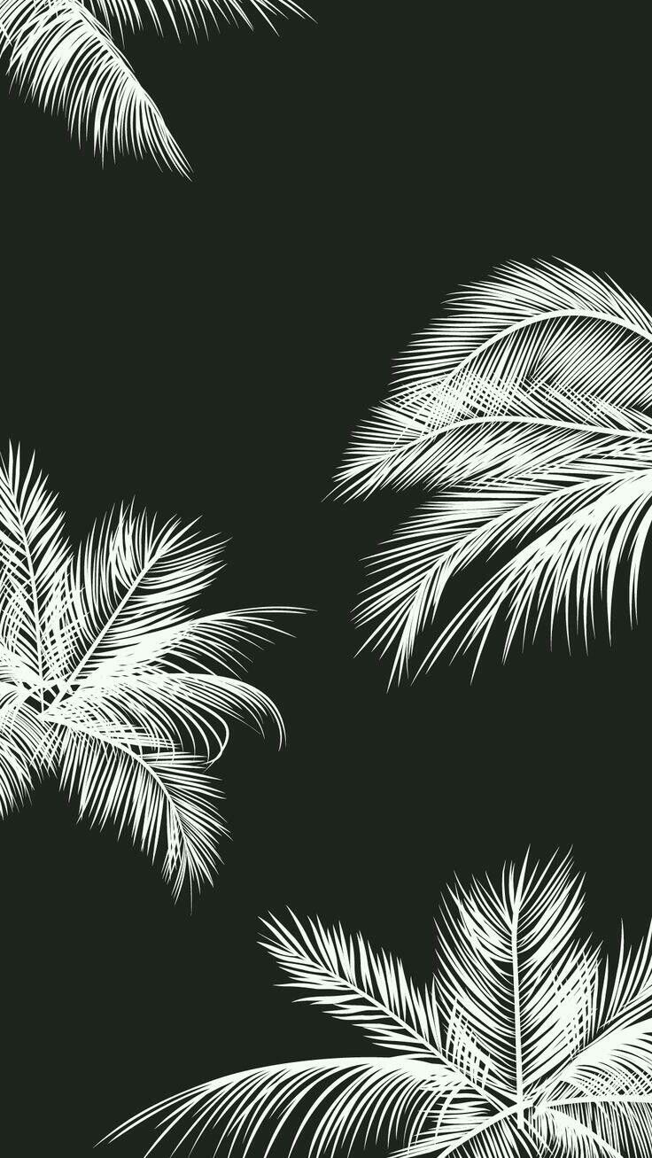 Black And White Palm Tree - HD Wallpaper 