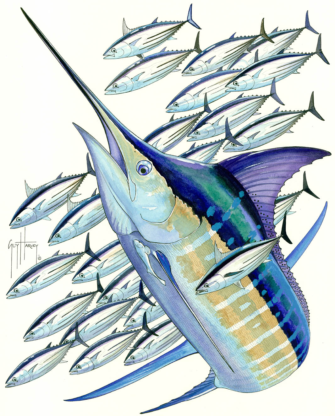 Blue Marlin Drawings - Guy Harvey Wallpaper Iphone - HD Wallpaper 