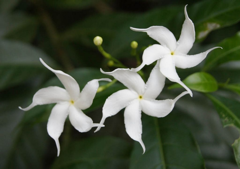 Good Night Jasmine Flowers 1024x720 Wallpaper teahub.io