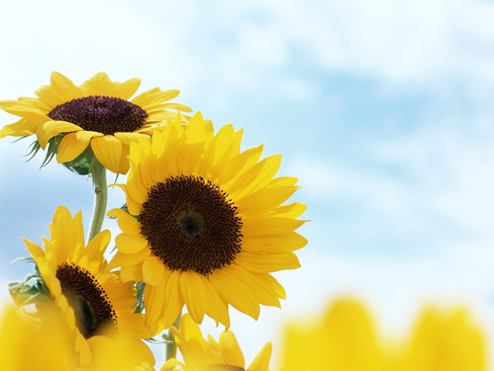 Sunflower Summer - HD Wallpaper 