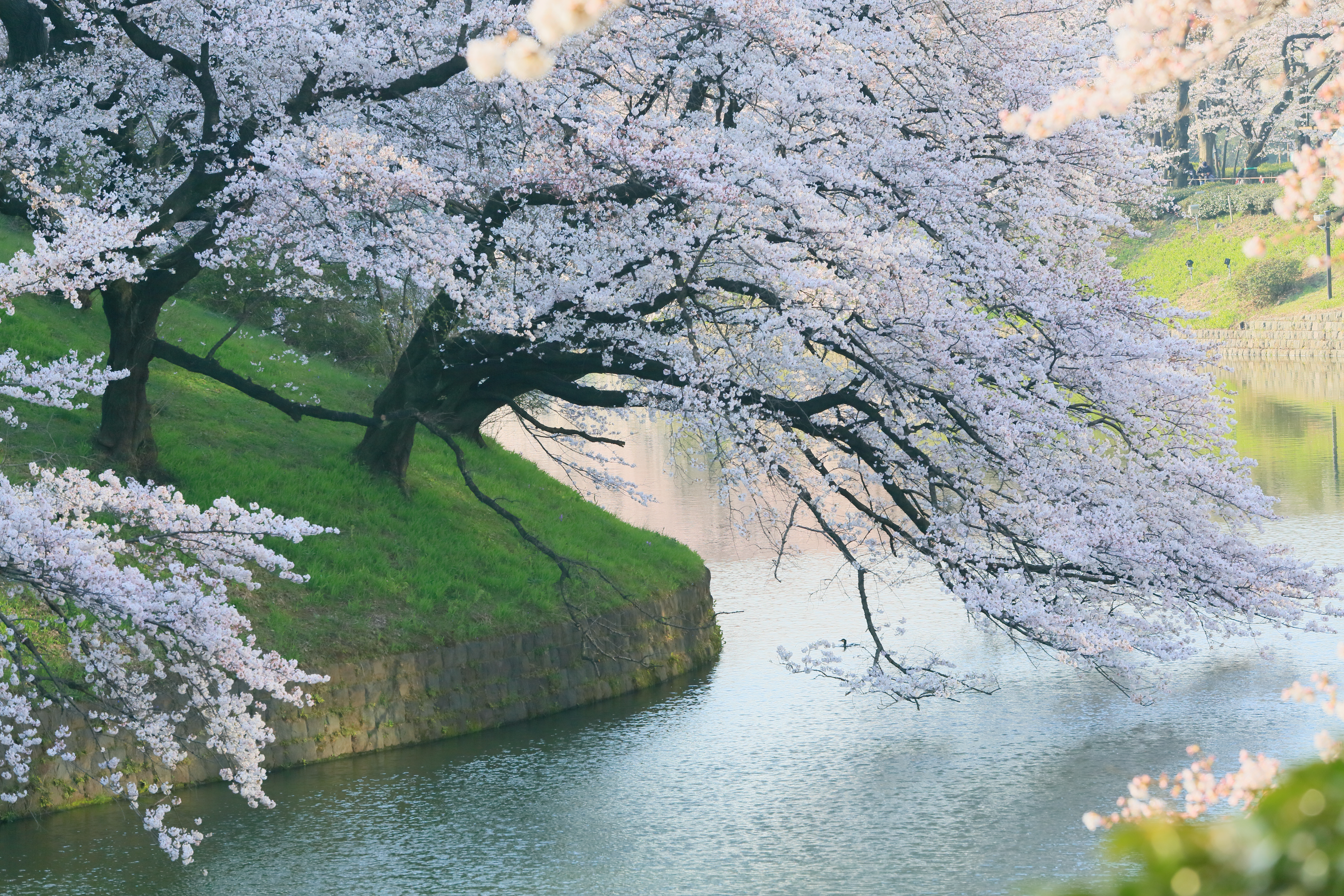 Bunga Sakura Wallpaper - HD Wallpaper 