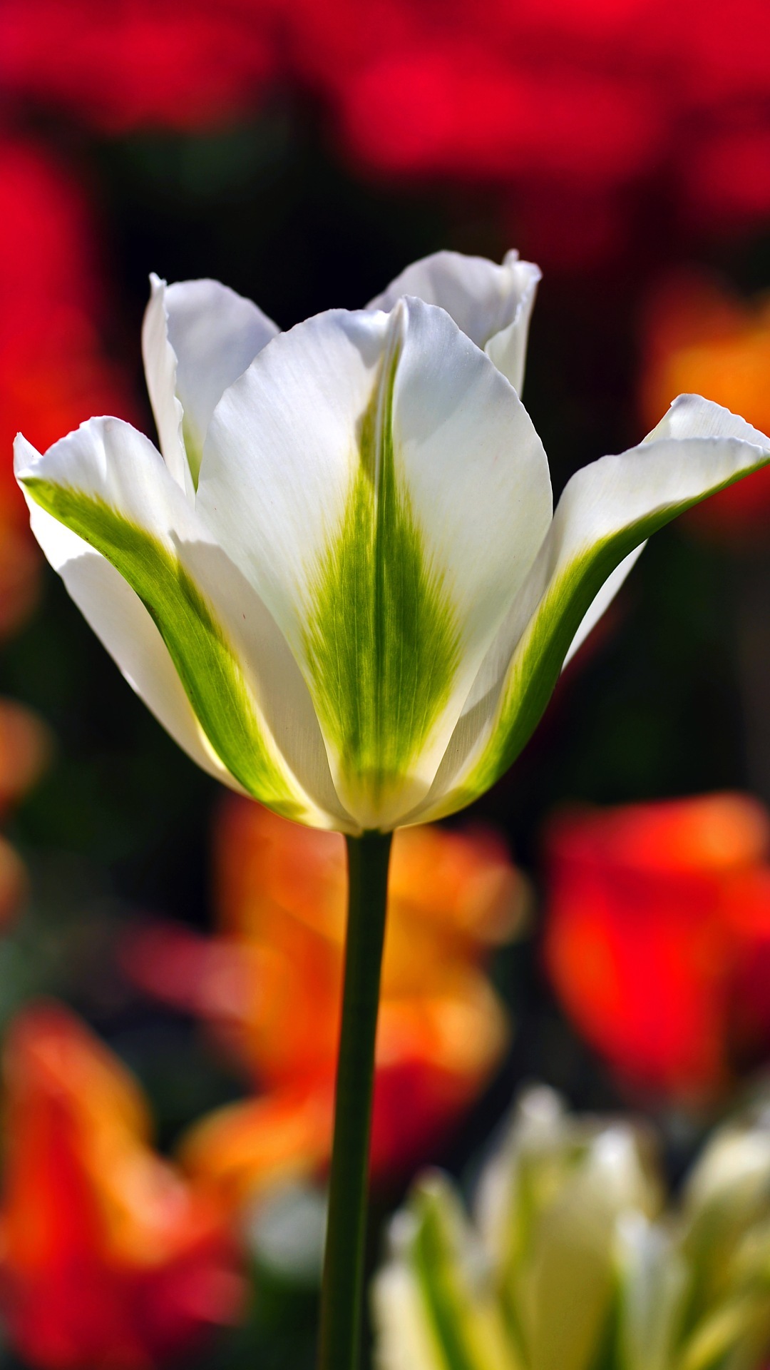 Latar Belakang Desktop Free Download - Turkestan Tulip - HD Wallpaper 