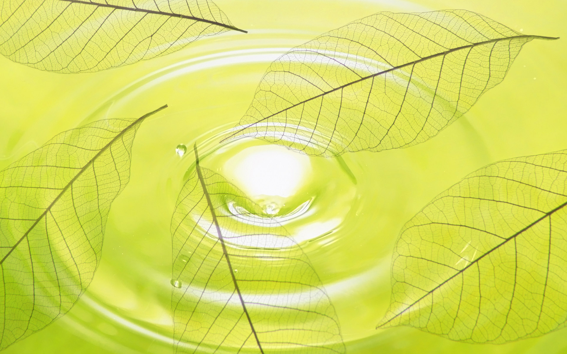 Hd Wallpapers Green And Nature Free Desktop Wallpaper - Wallpaper - HD Wallpaper 