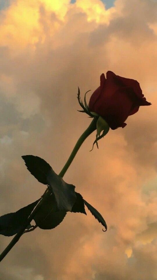 Roses Bitches Broken Hearts - HD Wallpaper 