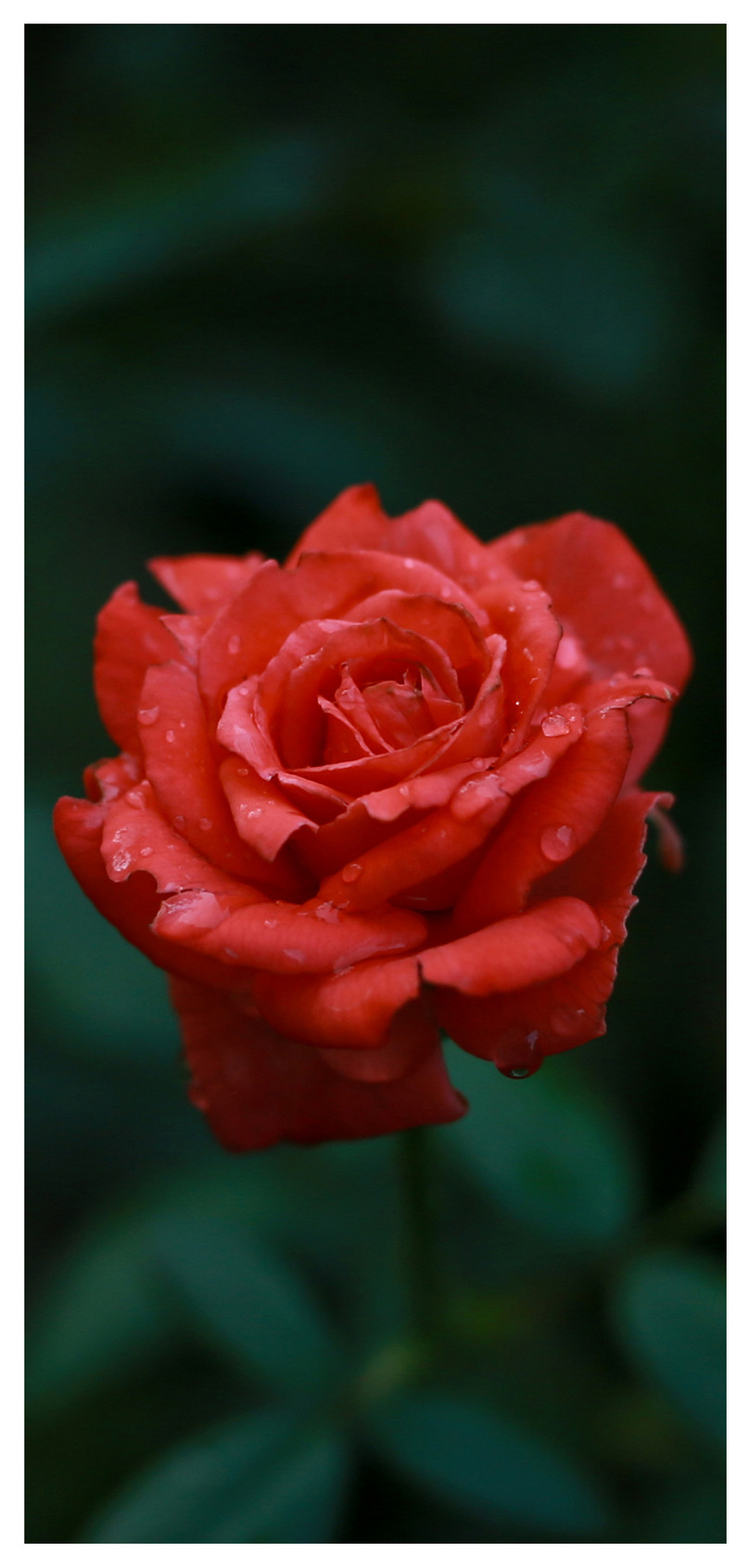 Wallpaper Bunga Ponsel - วอ เปอร์ เปอร์ ดอกไม้ - HD Wallpaper 