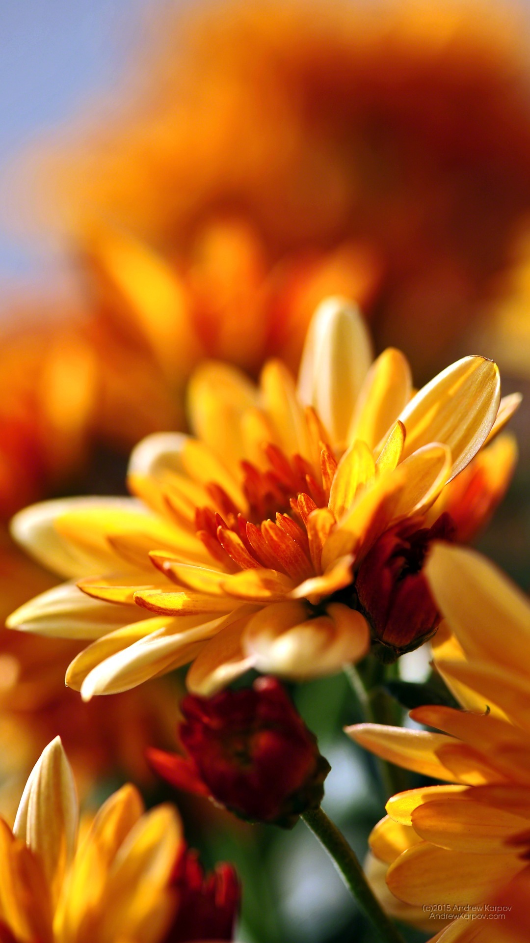 Iphone 6s Plus - صور جميله ل خلفيه - HD Wallpaper 