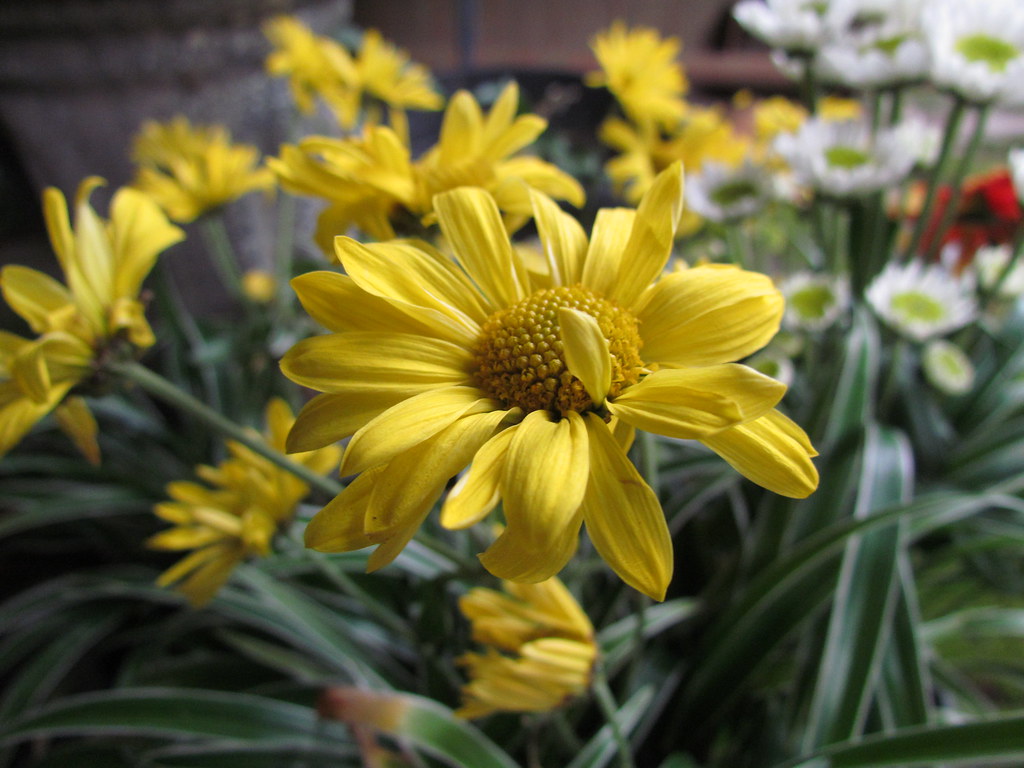 Marguerite Daisy - HD Wallpaper 