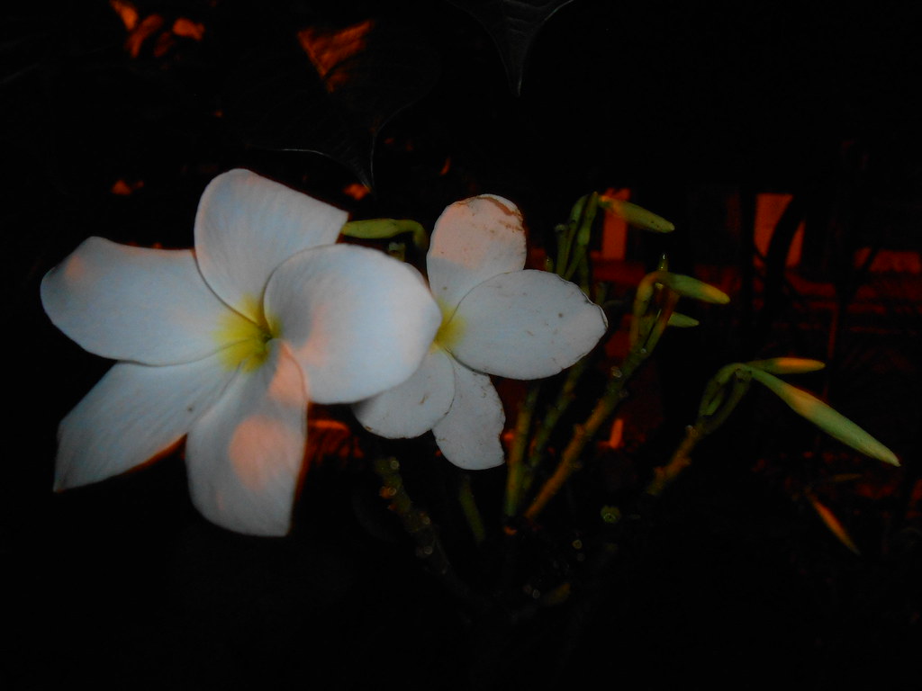 Frangipani - HD Wallpaper 