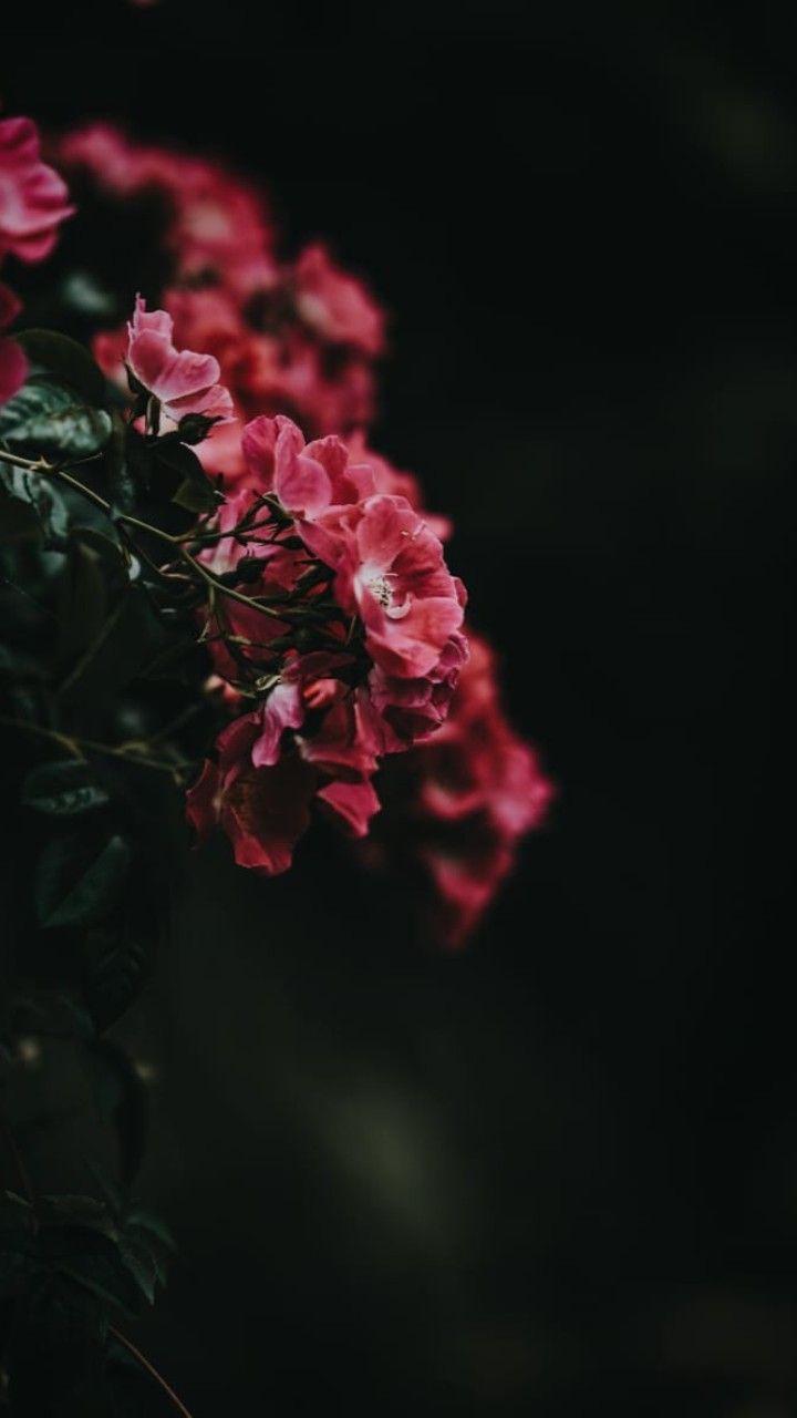 Want To Spend The Rest Of My Life Annoying You - HD Wallpaper 