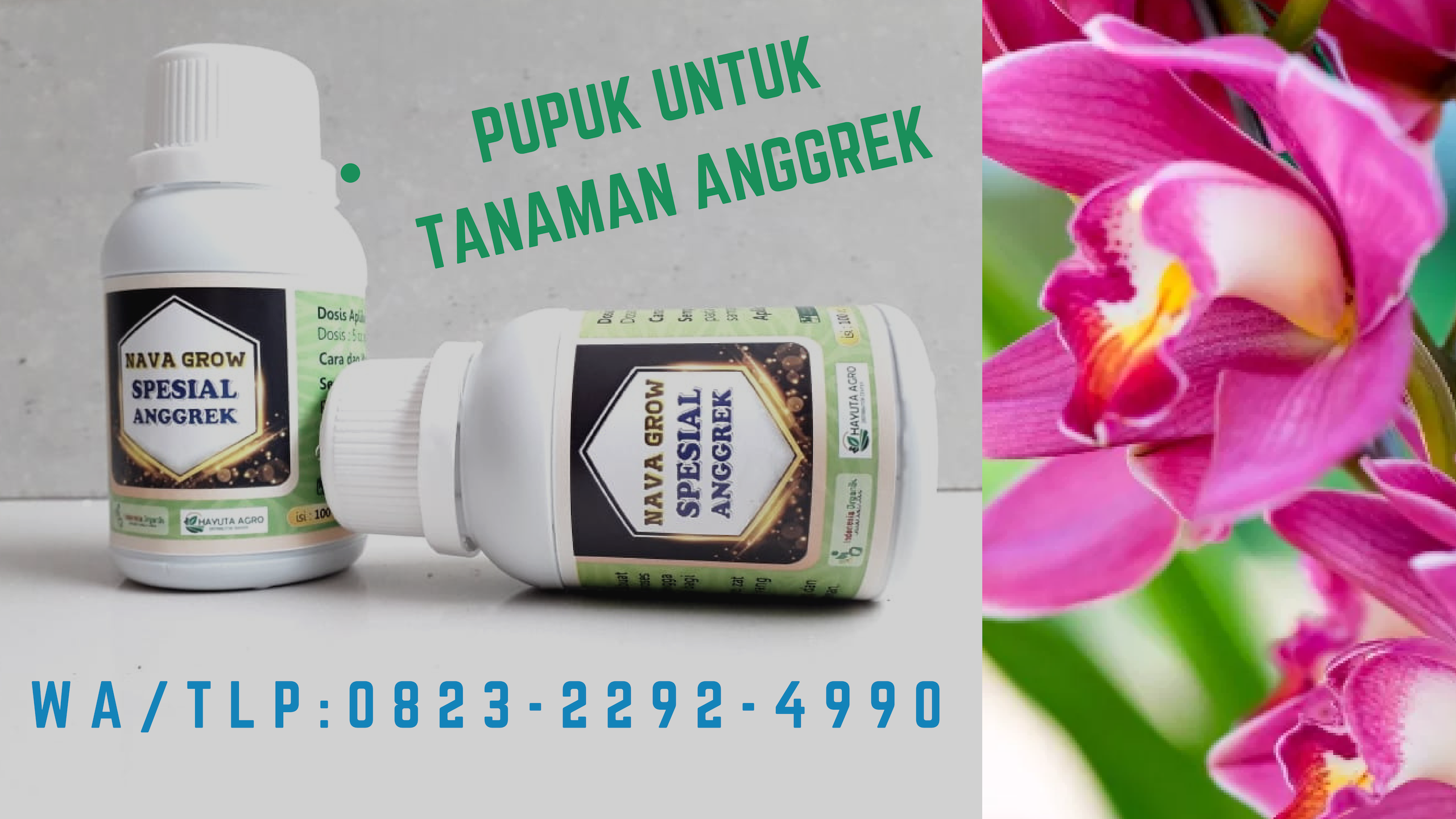 Hybrid Orchid - HD Wallpaper 