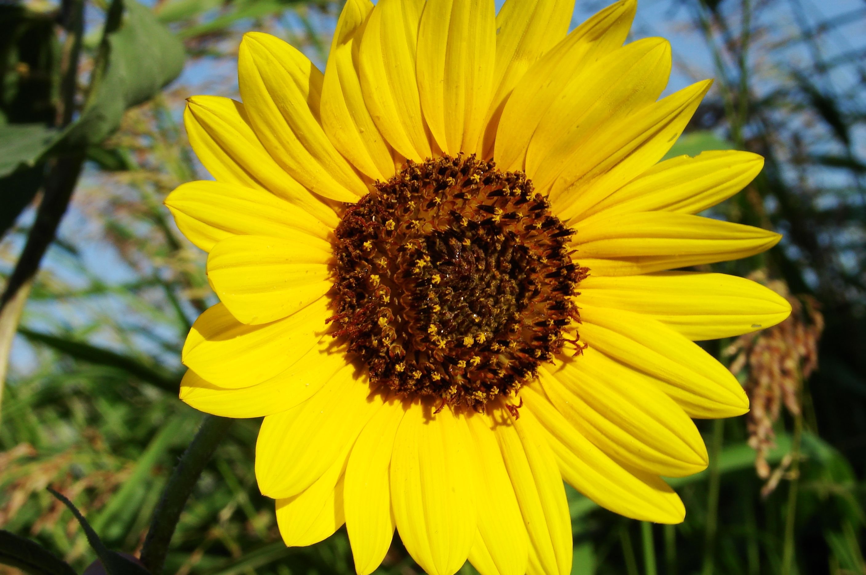 Original Sunflower - HD Wallpaper 