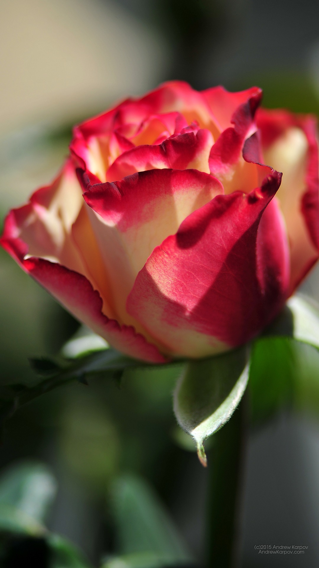 Iphone 6s Plus - Wallpaper - HD Wallpaper 