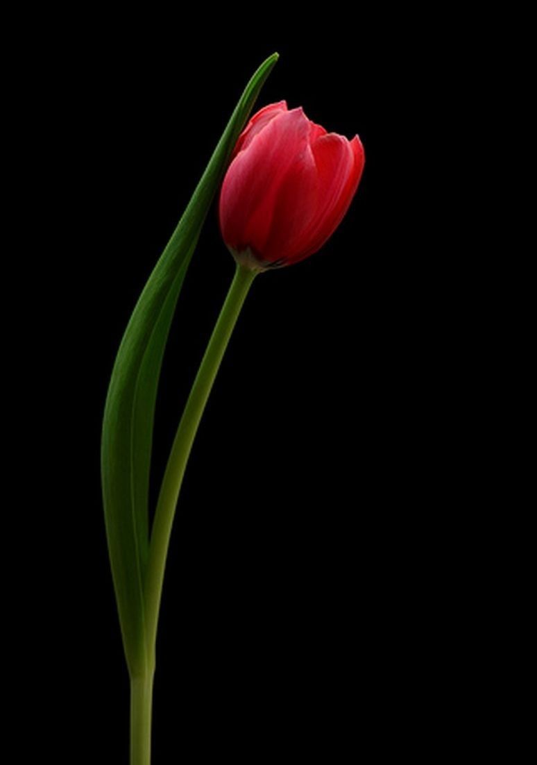 Bunga tulip