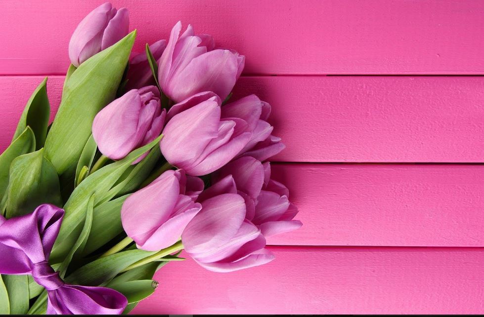 Purple Tulips Wallpaper Hd - HD Wallpaper 