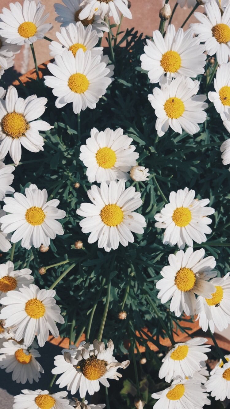 Celular Flower - HD Wallpaper 