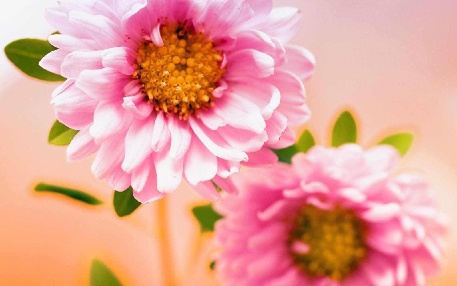 Wallpaper Bunga, Bunga Merah Muda, Bunga Pink - Poder De Deus Para Sua Vida - HD Wallpaper 
