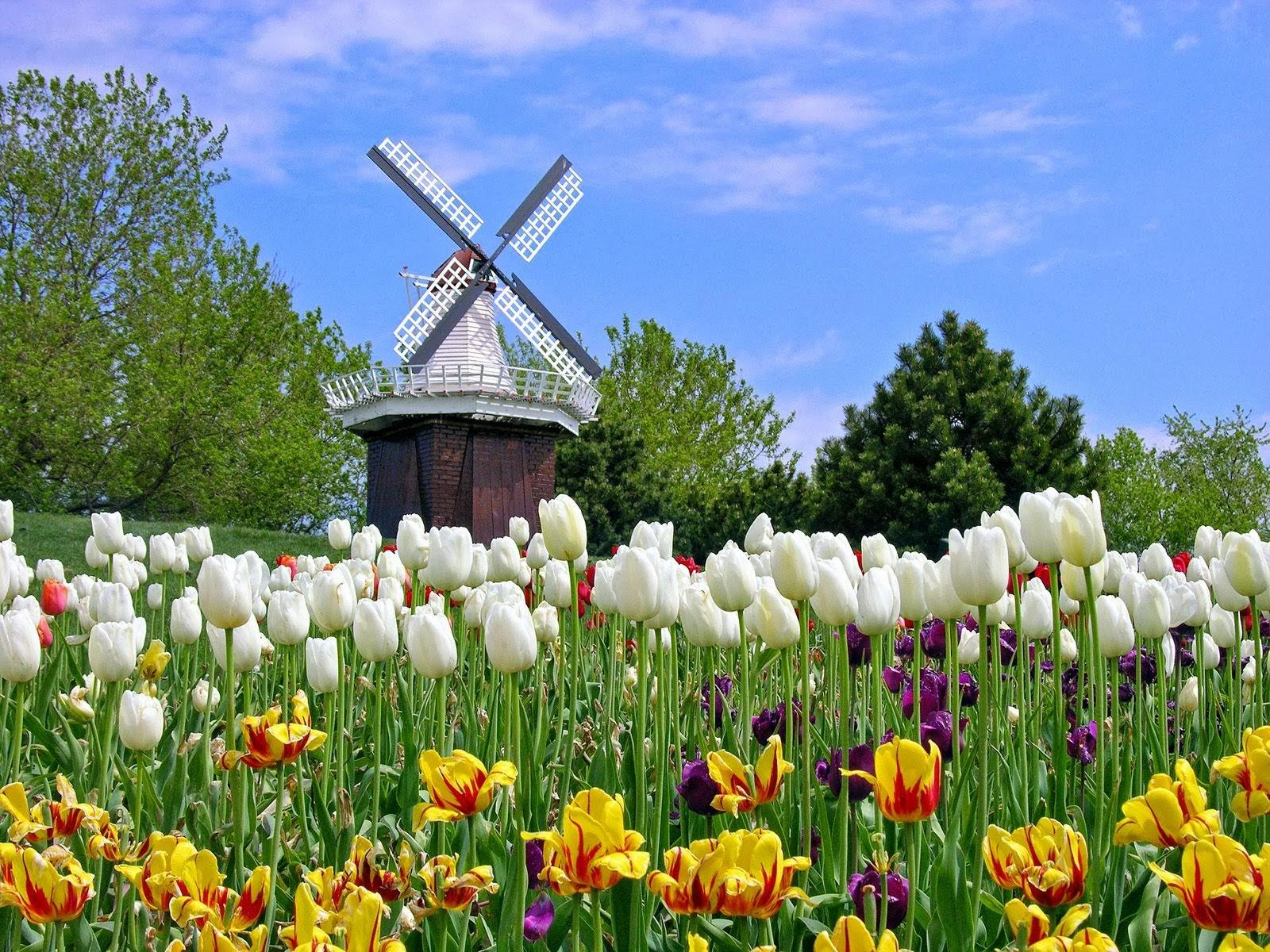 Wallpaper Bunga Bergerak Terbaru - Tulips From Amsterdam - HD Wallpaper 