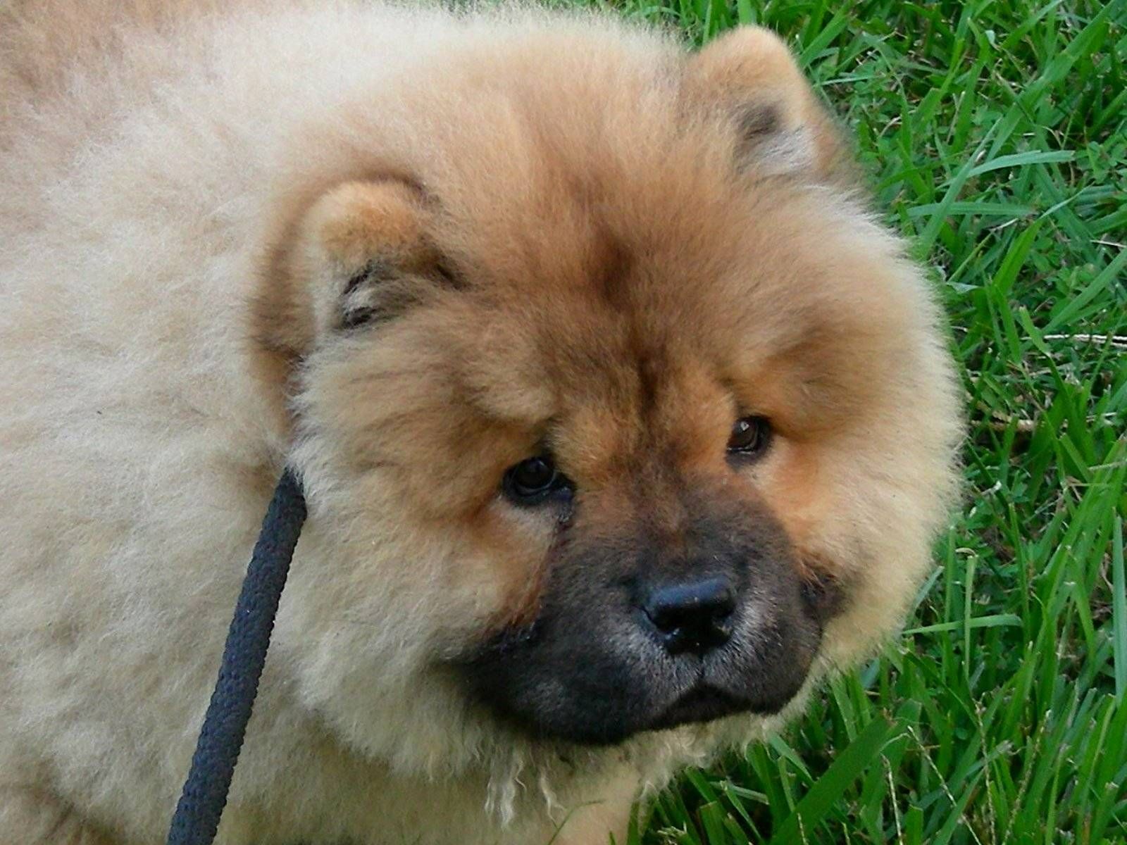Chow Chow - HD Wallpaper 